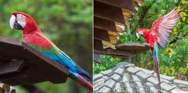 arara vermelha pousada em bonito ms
