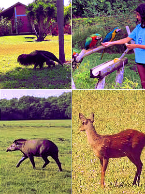 hotel pousada bonito ms animais